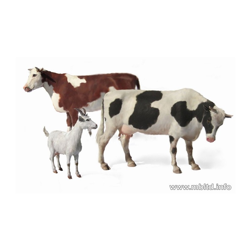 Domestic Animals 1/35 - MasterBox