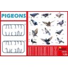 Pigeons 1/35 - Miniart